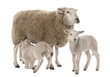 a Ewe with her two lambs, one is suckling