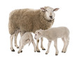 a Ewe with her two lambs, one is suckling