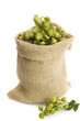 Photo: golden hops on white golden hops on white