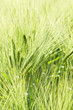 Wheat field