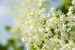 frische holunder blüten