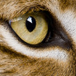 Photo : close-up on a feline' eye - Eurasian Lynx - Lynx lynx (5 years o close-up on a feline' eye - Eurasian Lynx - Lynx lynx (5 years o