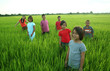 Children hanging in the rice field Children hanging in the rice field