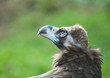 condor