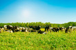 cow in a pasture cow in a pasture