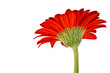 Gerbera 01