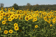 Sonnenblumenfeld