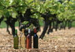 vin, vignoble, rouge, blanc, rosé,vigne, vigneron, france vin, vignoble, rouge, blanc, rosé,vigne, vigneron, france
