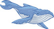 Blue whale