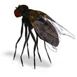 fly