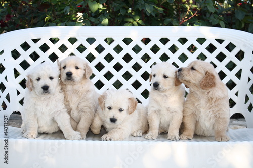 Cachorros Golden Retriever
