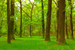 Foto: Wald Wald