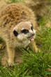 Fighting suricate, kämpfendes fressendes erdmännchen