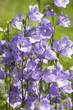 violette blüten
