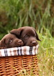 Labrador Retriever puppies