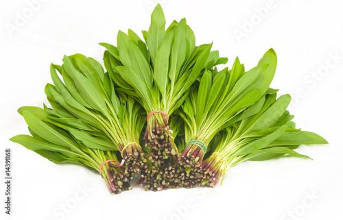 Photo: Ramson fresh leaves Ramson fresh leaves