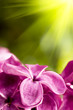 Lilac flower