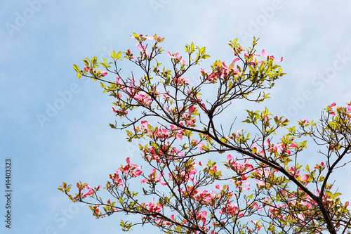 Dogwood+flower+tree