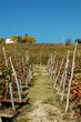 Autumn vineyard hill after grape harvest