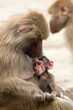 Nursing baboon Nursing baboon