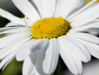 Margerithe