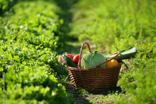 panier de légumes dans un potager
