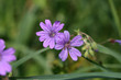 Jolie petites fleurs de printemps sur un talus