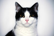 le chat
