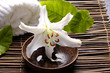 Spa composition of white madonna lily