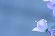 blume