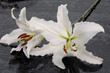 couple close-up of Madonna lily
