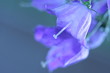 blume