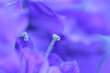 blume
