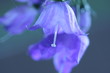 blume