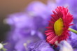 blume