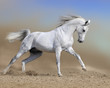 white horse stallion runs gallop in dust desert, collage paint