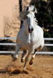 white horse running gallop