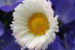 blume