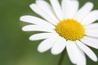 Gänseblümchen Macro 3