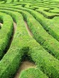 Photo: Labyrinth Labyrinth
