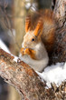 Squirrel on the branch Squirrel on the branch
