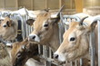 vache aubrac