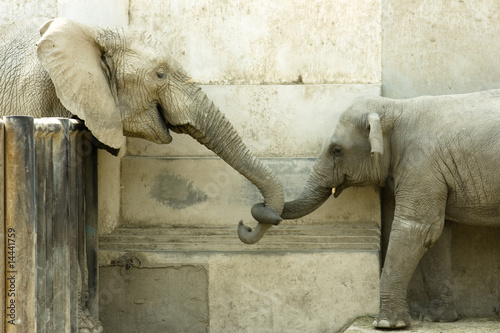 Elephants' Love