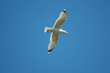 Seagull fly in the blue sky