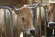 vache aubrac