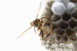 Photo: Hornets Nest Hornets Nest