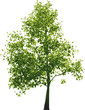 Vector green tree..