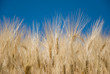 Spighe di grano al cielo