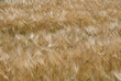Grano