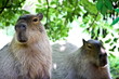 Foto: Capybara Pärchen Capybara Pärchen